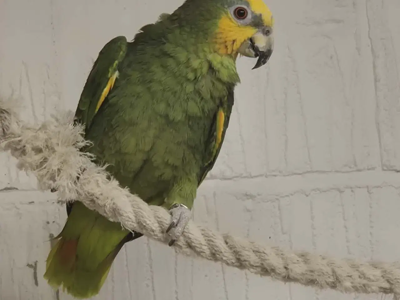 Billede 2 - 2 x Grå jaco & 1x Venuezela -papegøjer fælles hjem