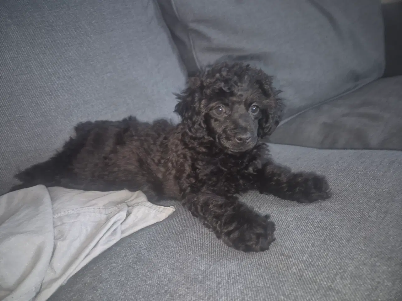 Billede 6 - Puddel hvalp