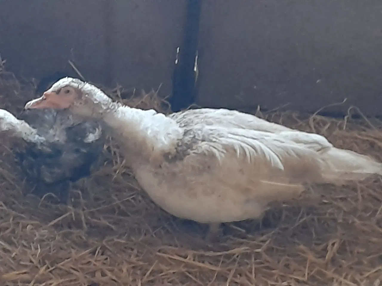 Billede 4 - Moskusænder