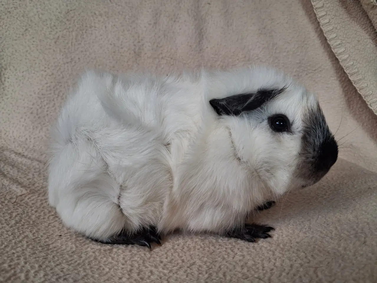 Billede 3 - Han marsvin fra registreret opdrætter 