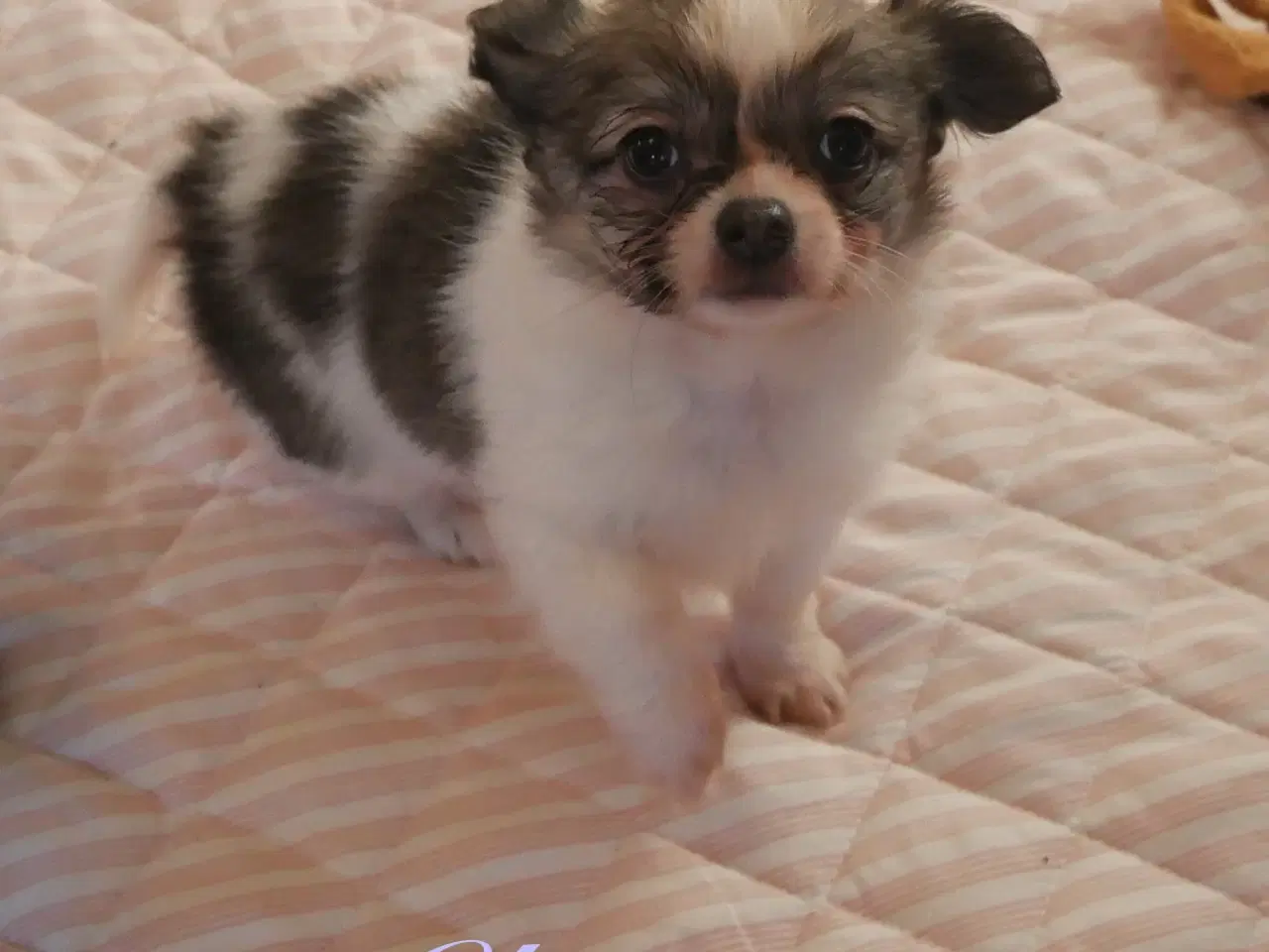 Billede 10 - Små, Superskønne pomchi hvalpe sælges