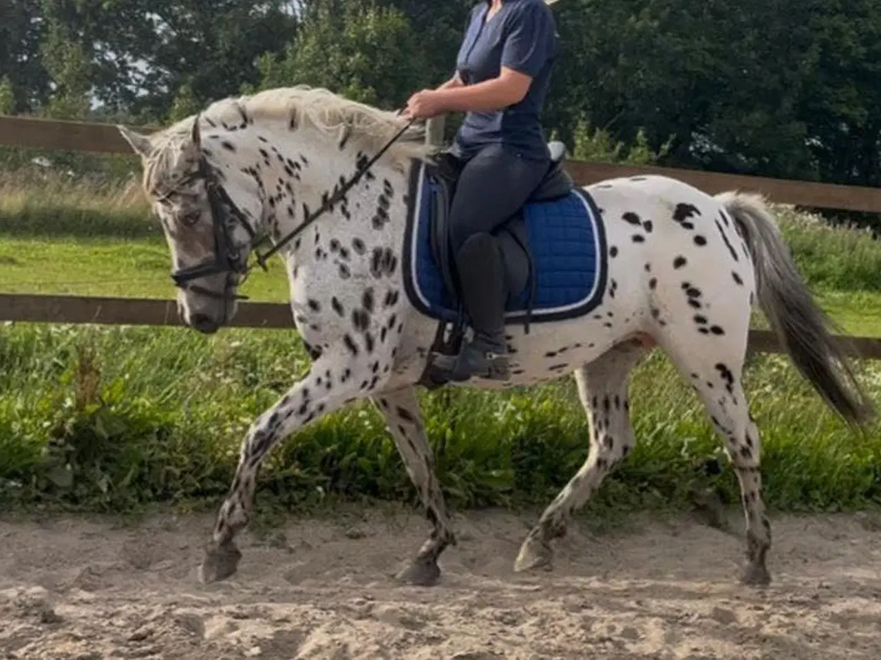 Billede 5 - En kommende top pony