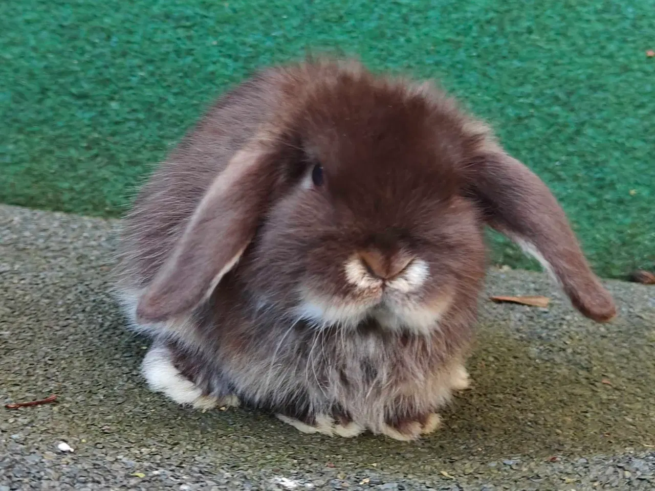 Billede 12 - Minilop