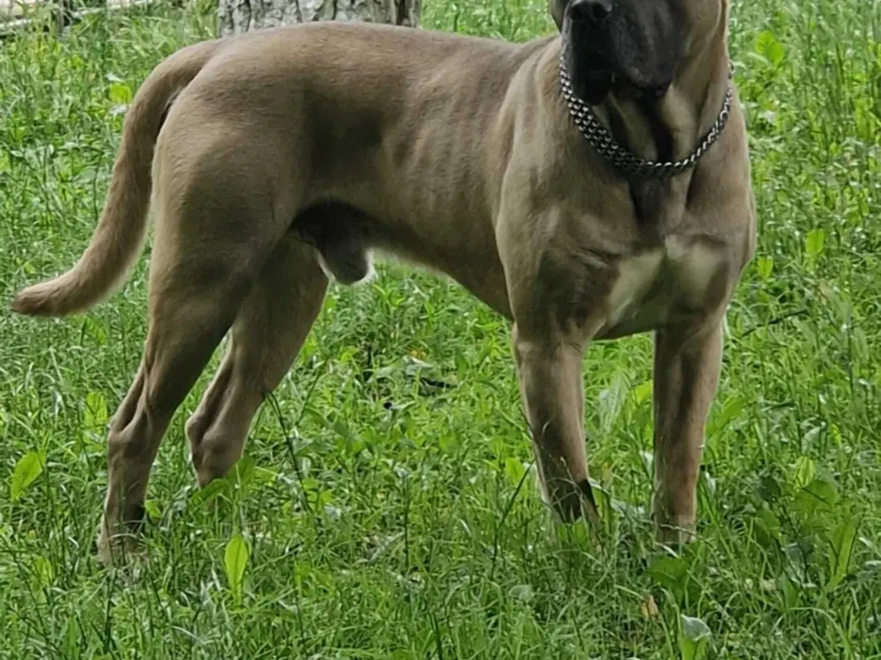 Billede 2 - Cane Corso