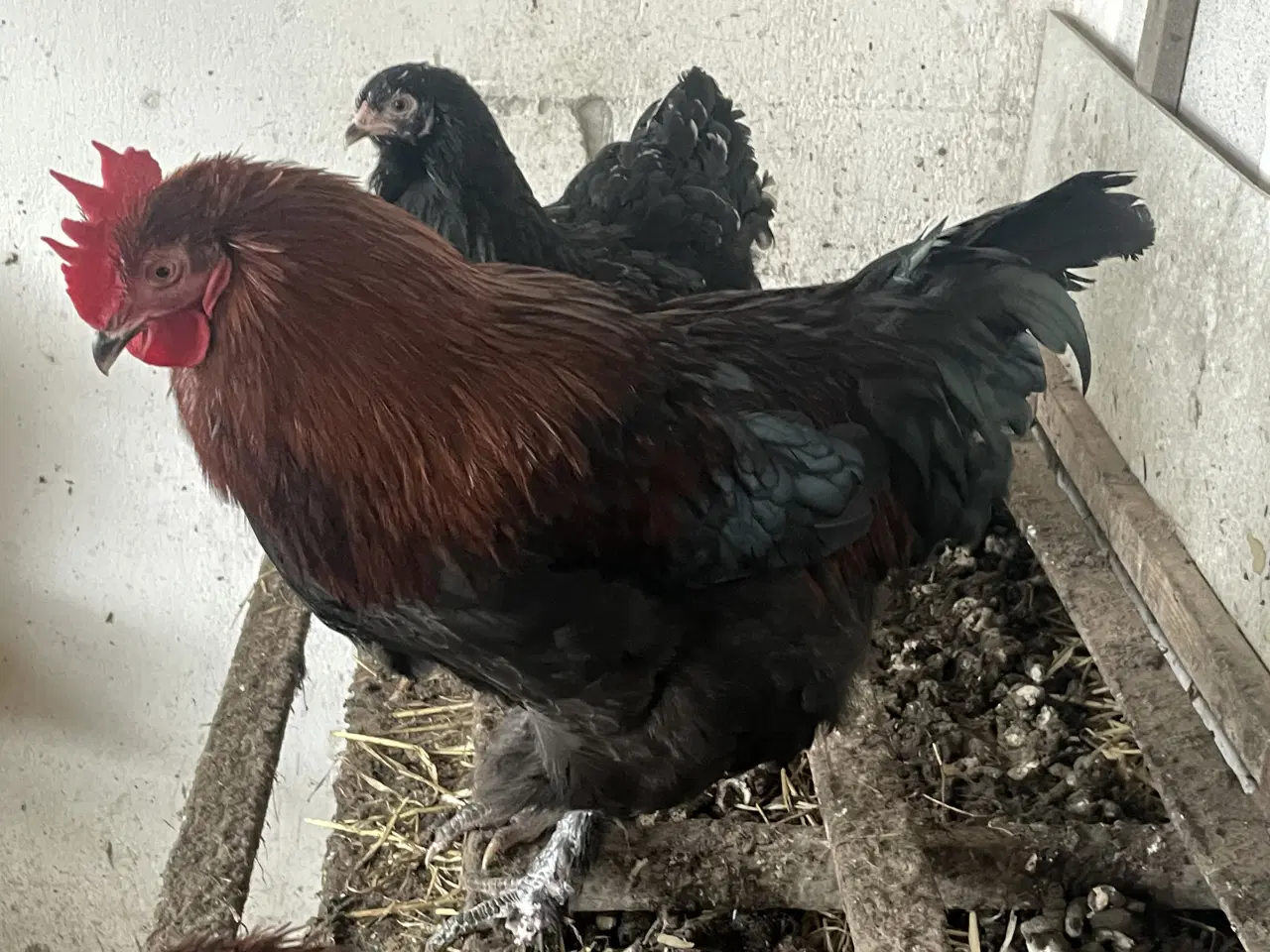 Billede 1 - Flotte store unghaner gives væk