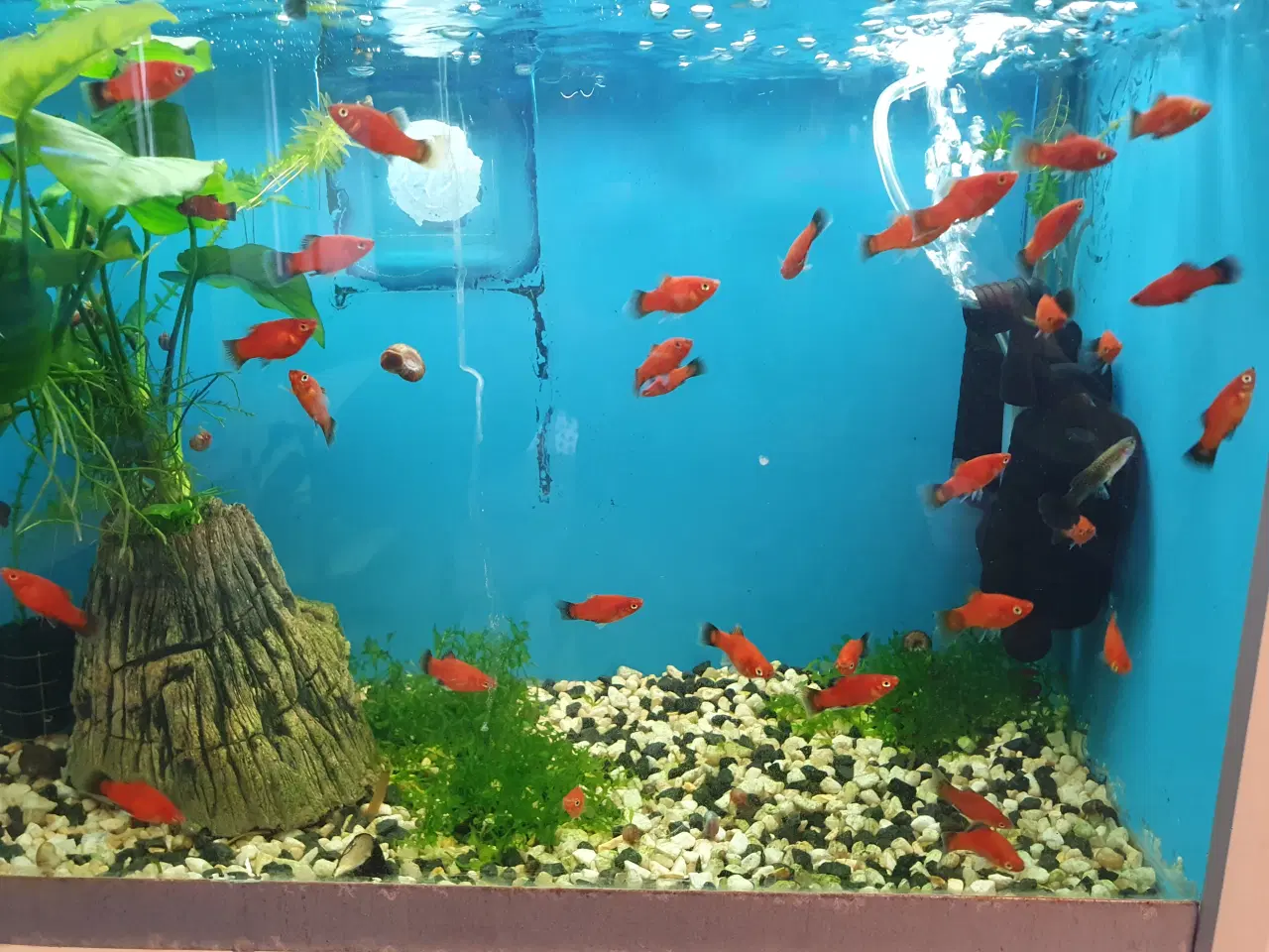 Billede 10 - đ Platy akvariefisk sĂŚlges â flotte farver og sun