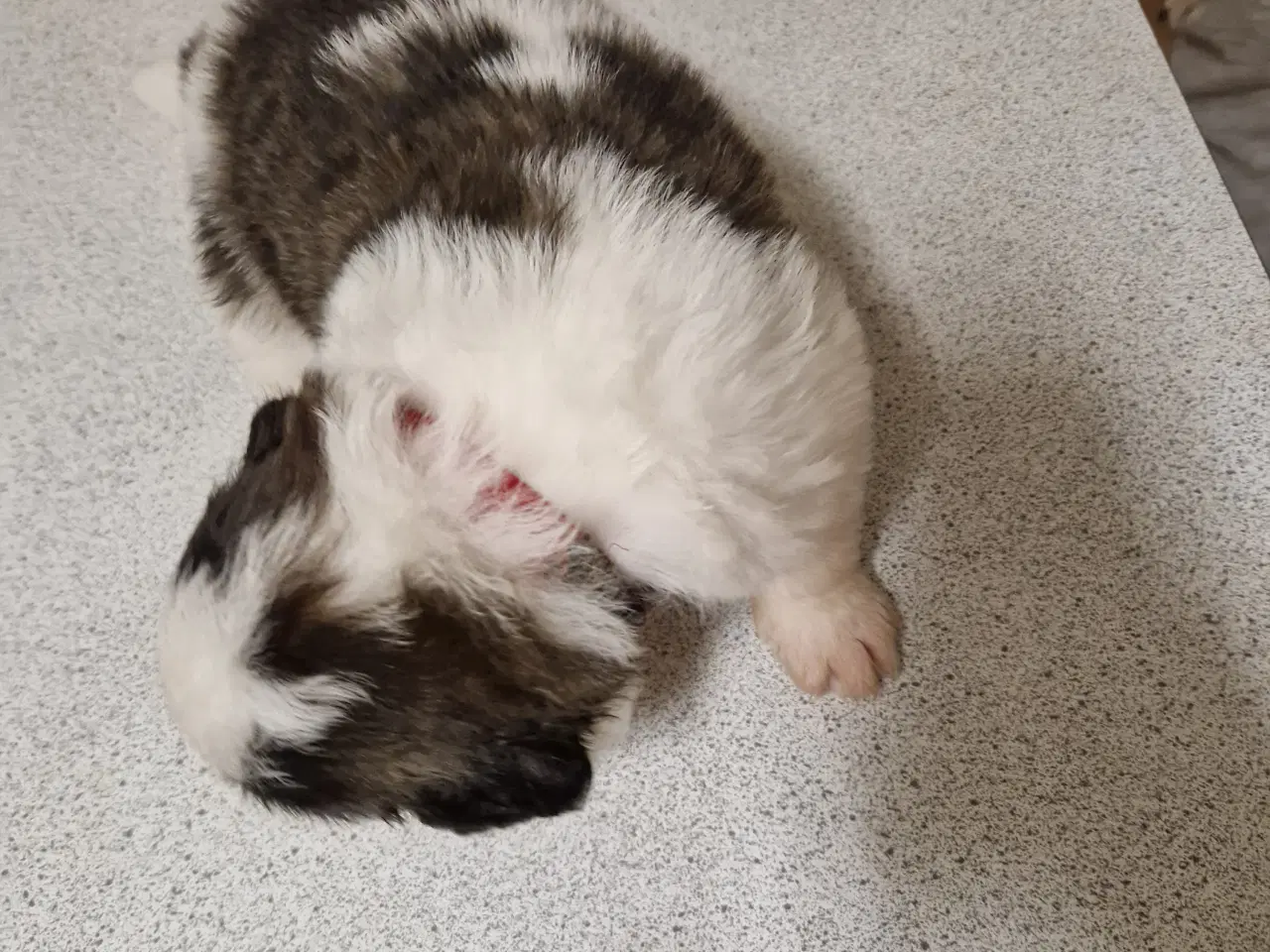 Billede 4 - 9 sankt bernhard hvalpe søg nyt hjem