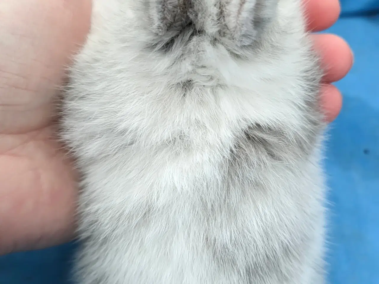 Billede 6 - Hermelin kaninunge sælges 