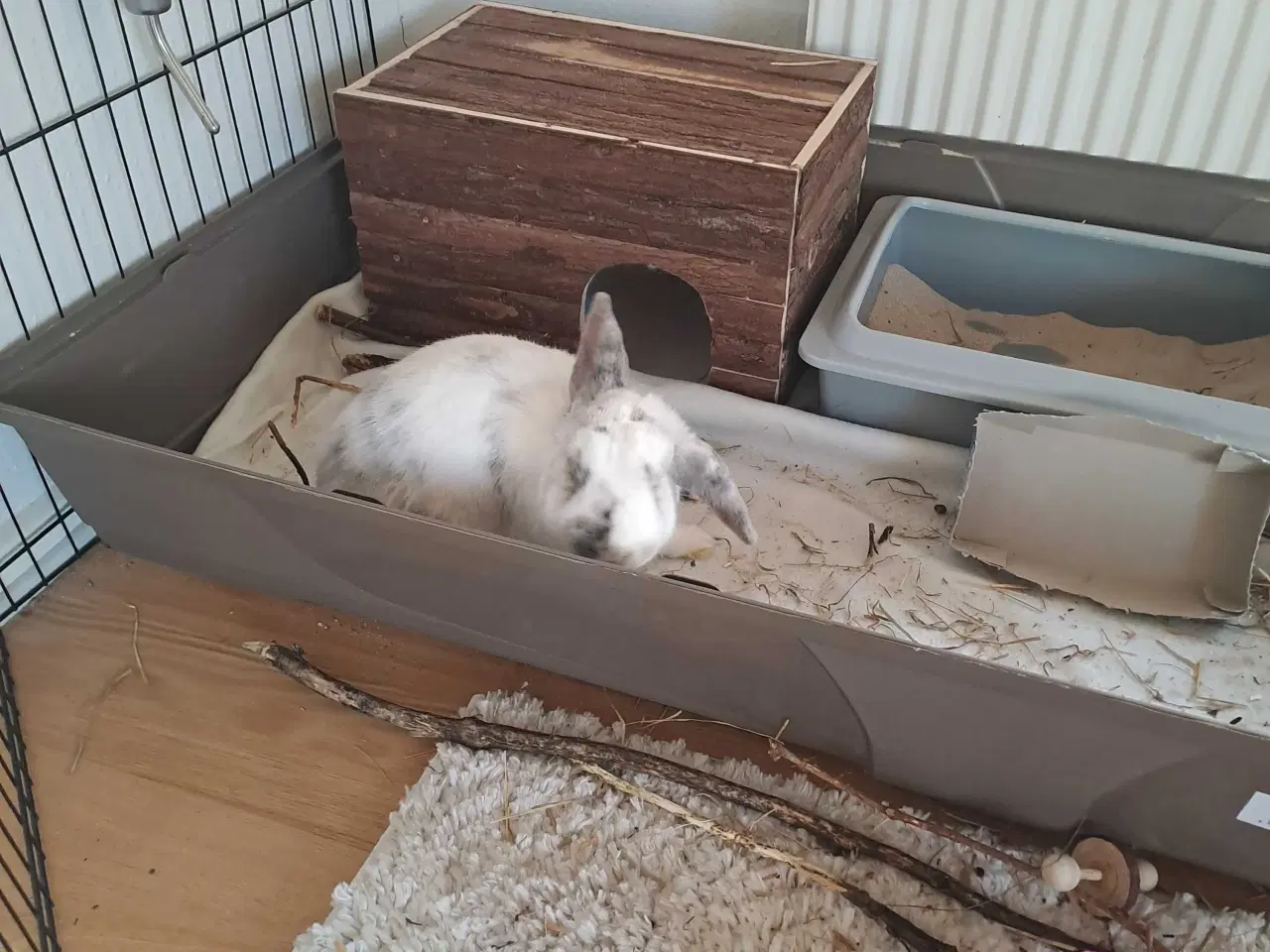 Billede 2 - Kanin med ALT tilbehør 