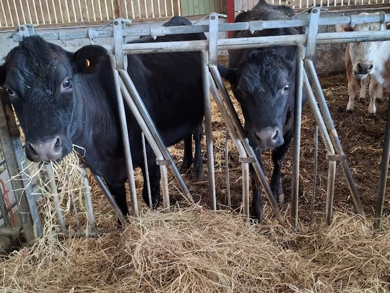 Billede 3 - krydsnings køer