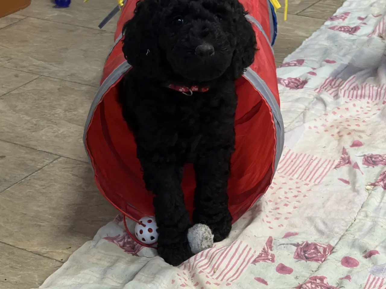 Billede 17 - Ægte mellem/stor puddel drenge må rejse nu !