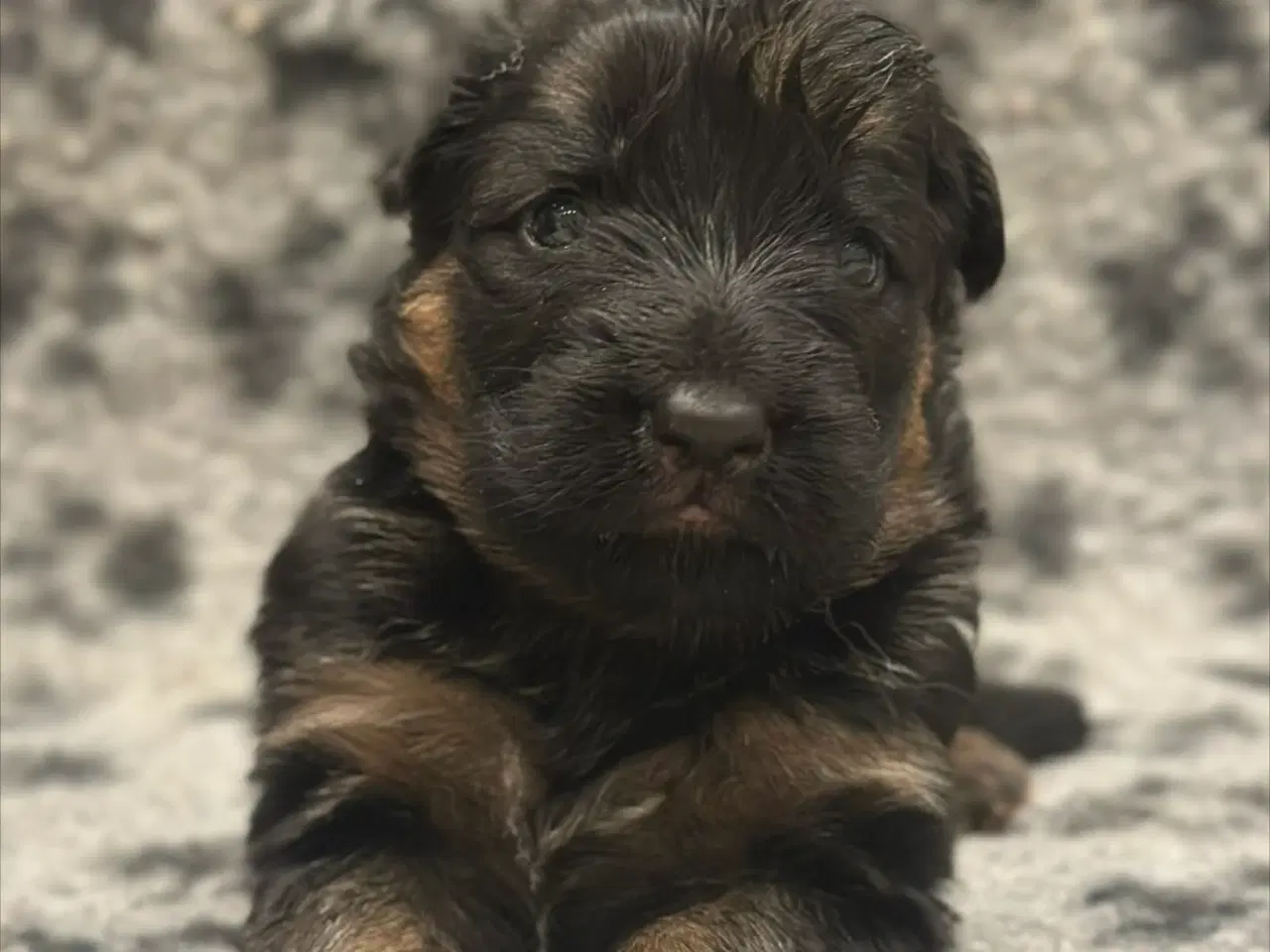 Billede 5 - Langhåret schæferhunde hvalpe