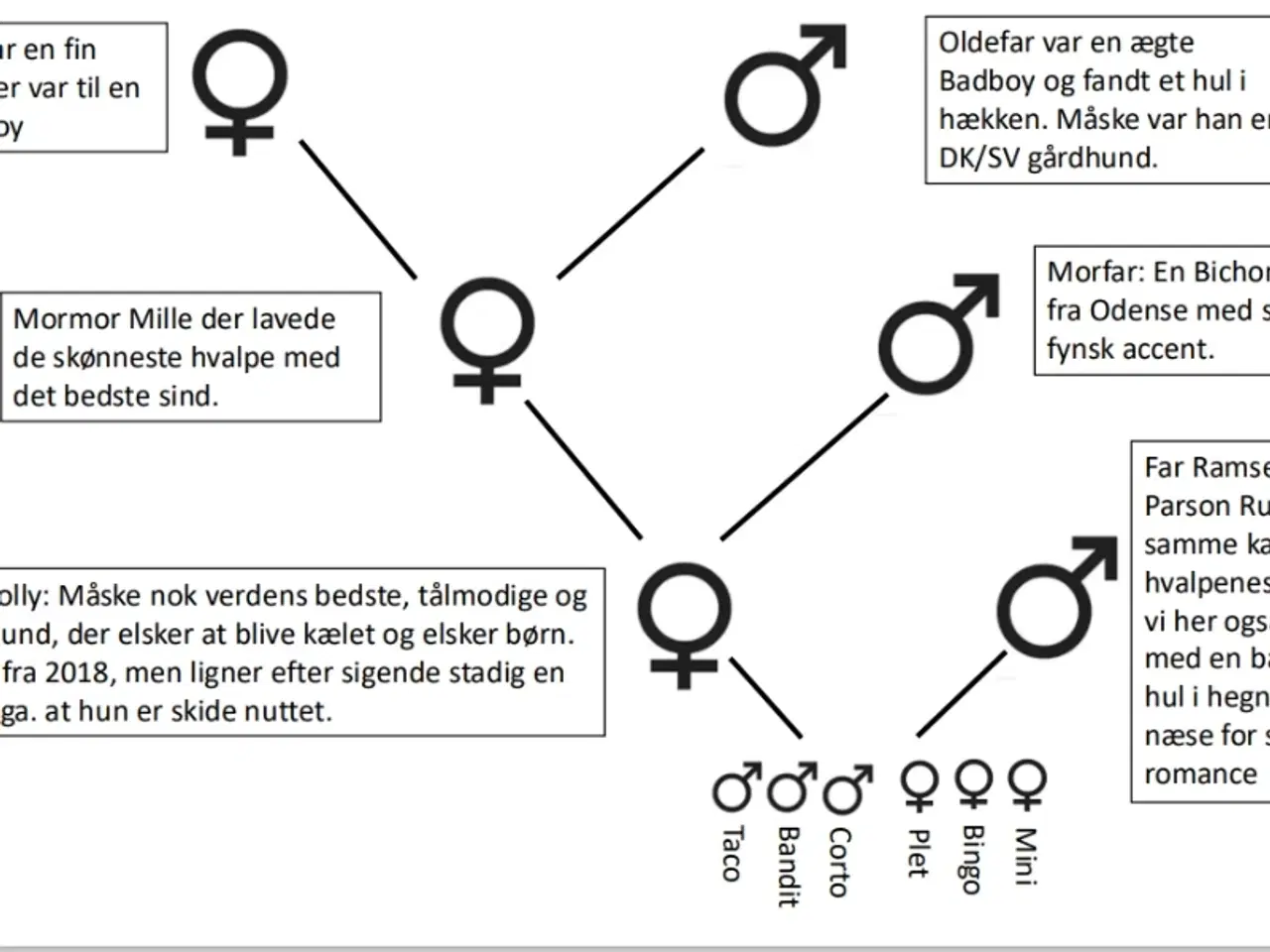 Billede 7 - 10 uger Boomer hvalp