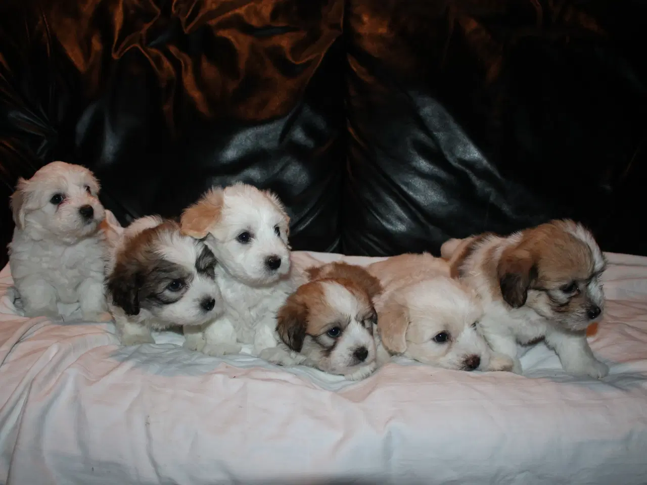 Billede 2 - Legesyge raceægte Coton de Tulear hvalpe