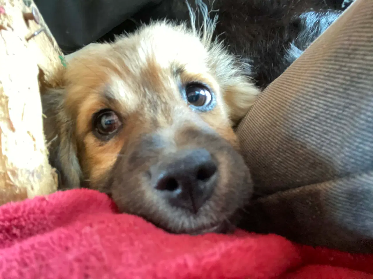 Billede 2 - Hvalpen Pjuske søger en kærlig familie