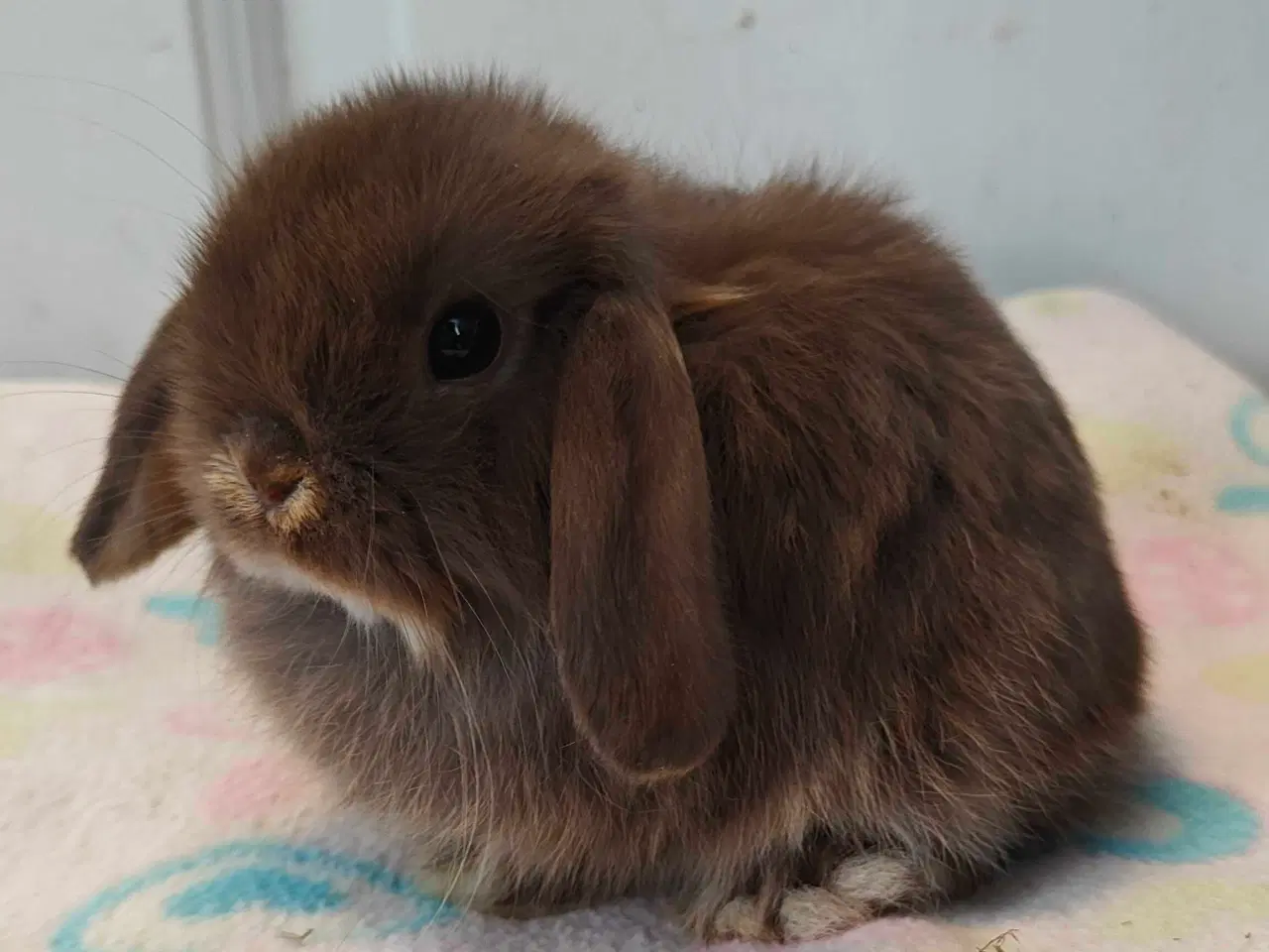 Billede 13 - Minilop