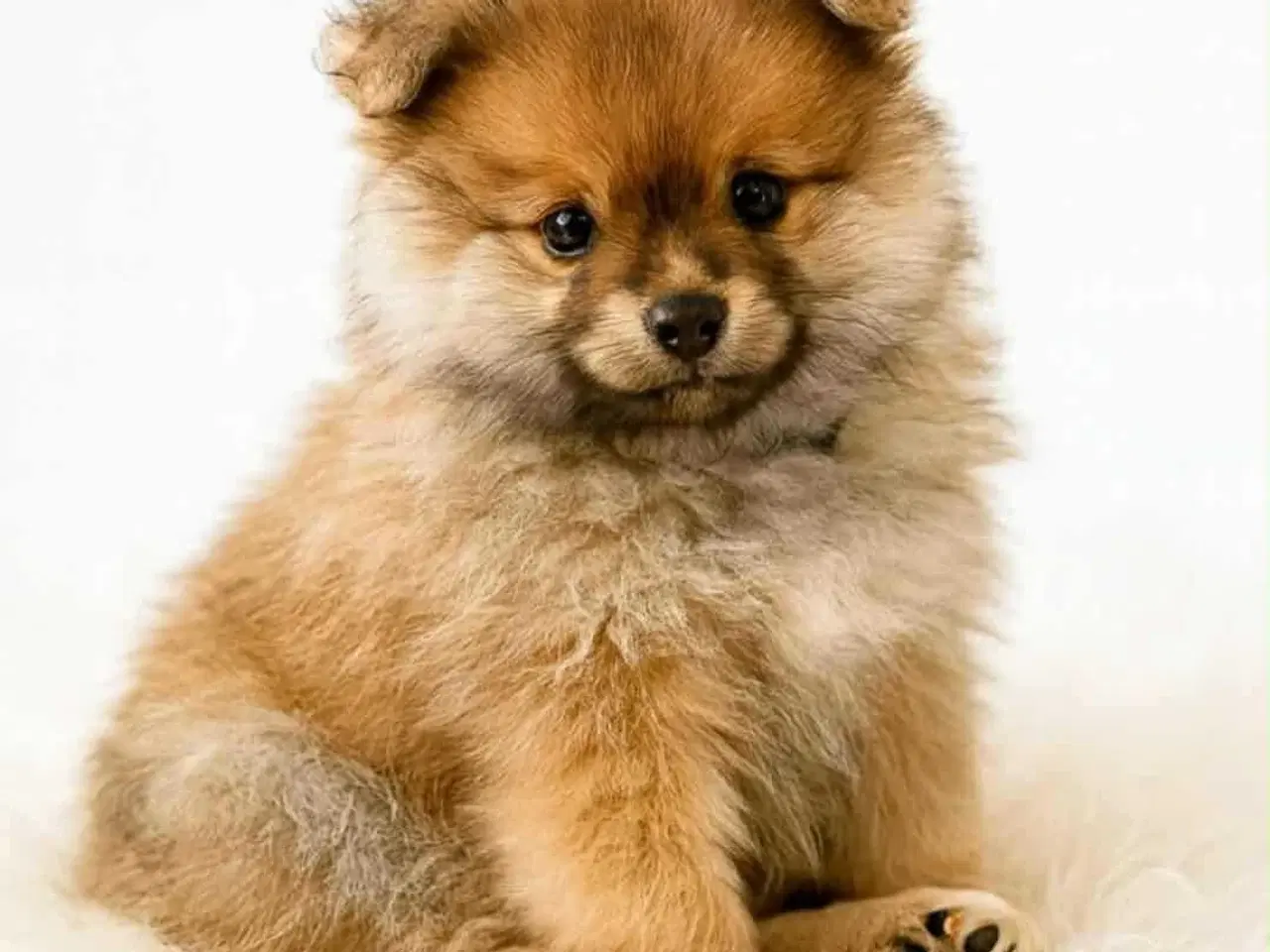 Billede 3 - Humørglade lille fyr søger sin familie