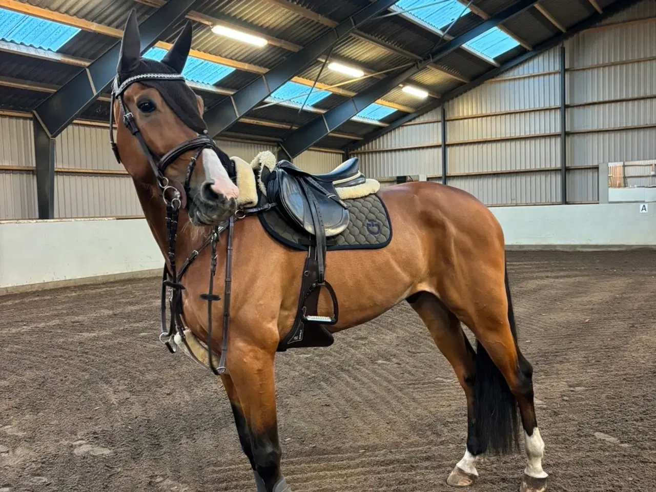 Billede 1 - Super sød & smuk 7 års vallak med massere gåpåmod 