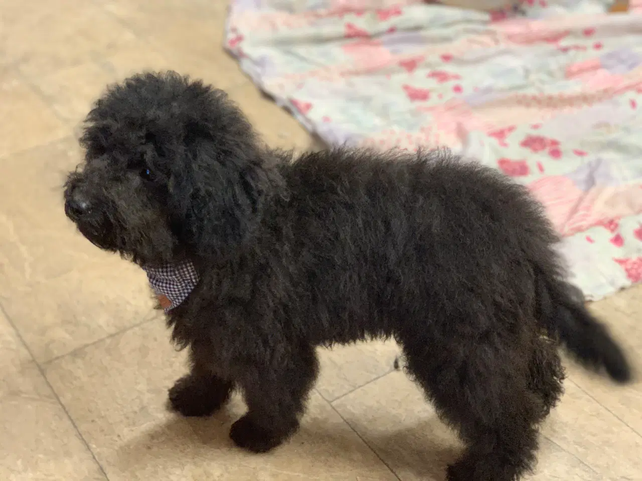 Billede 3 - Den dejligste Maltipoo dreng 