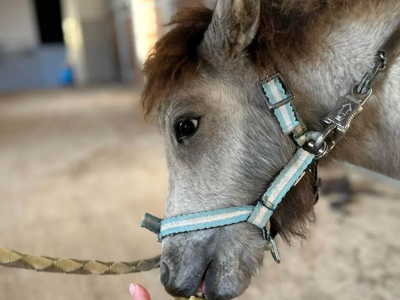 Billede 16 - Mini shetlands hoppeføl