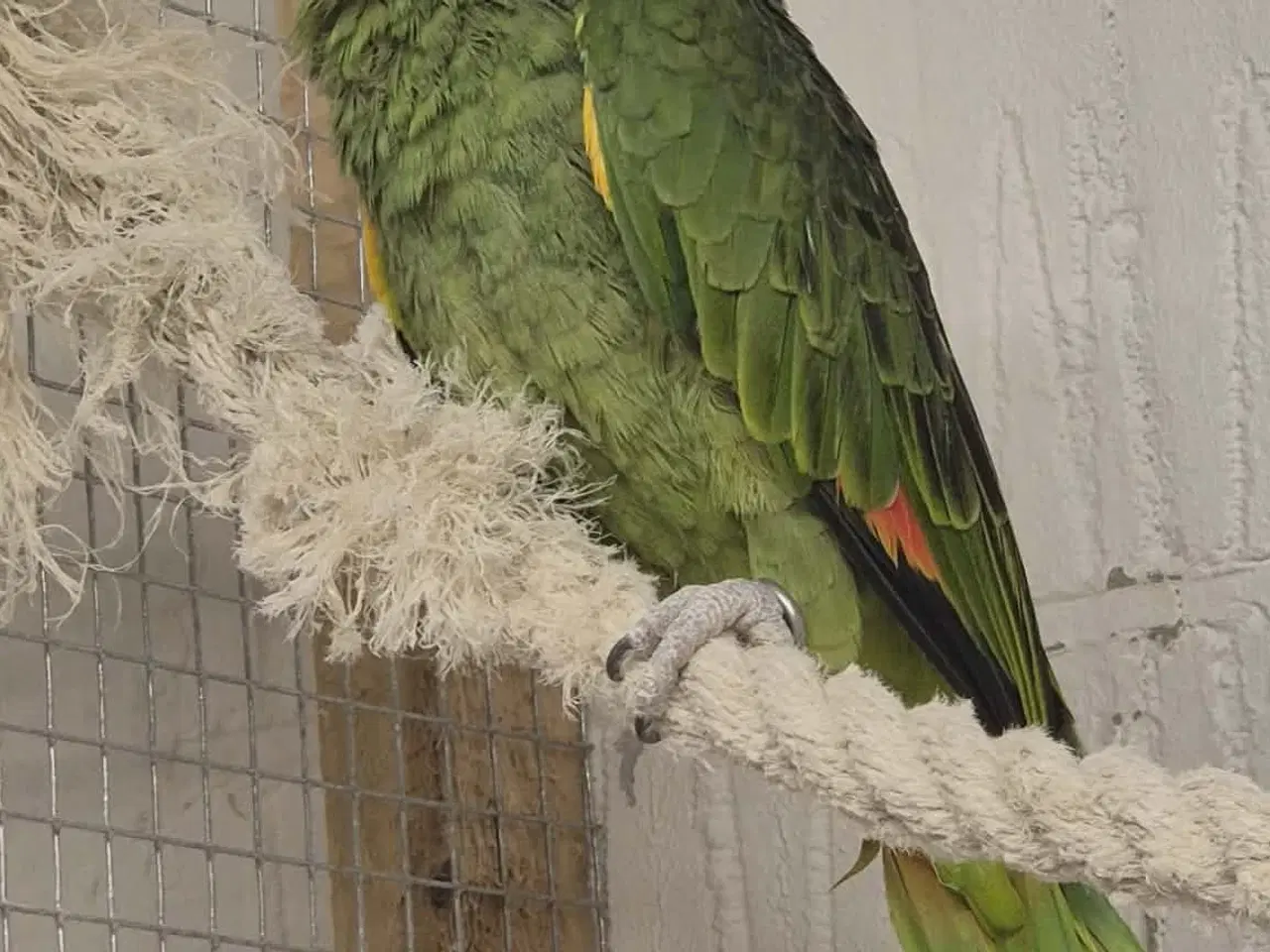 Billede 1 - 2 x Grå jaco & 1x Venuezela -papegøjer fælles hjem