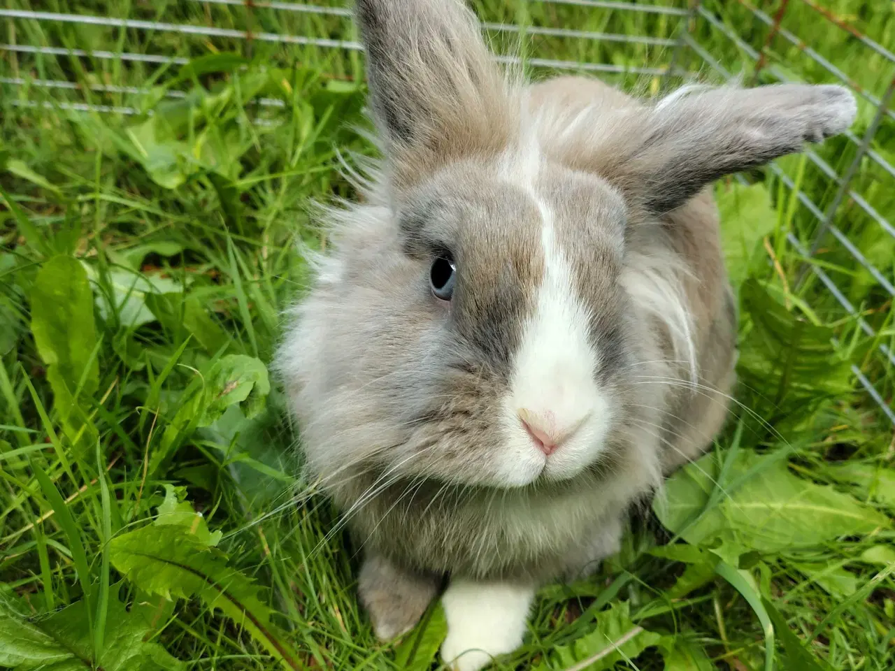 Billede 3 - Fantastiske Sofus 10 mdr.🐰