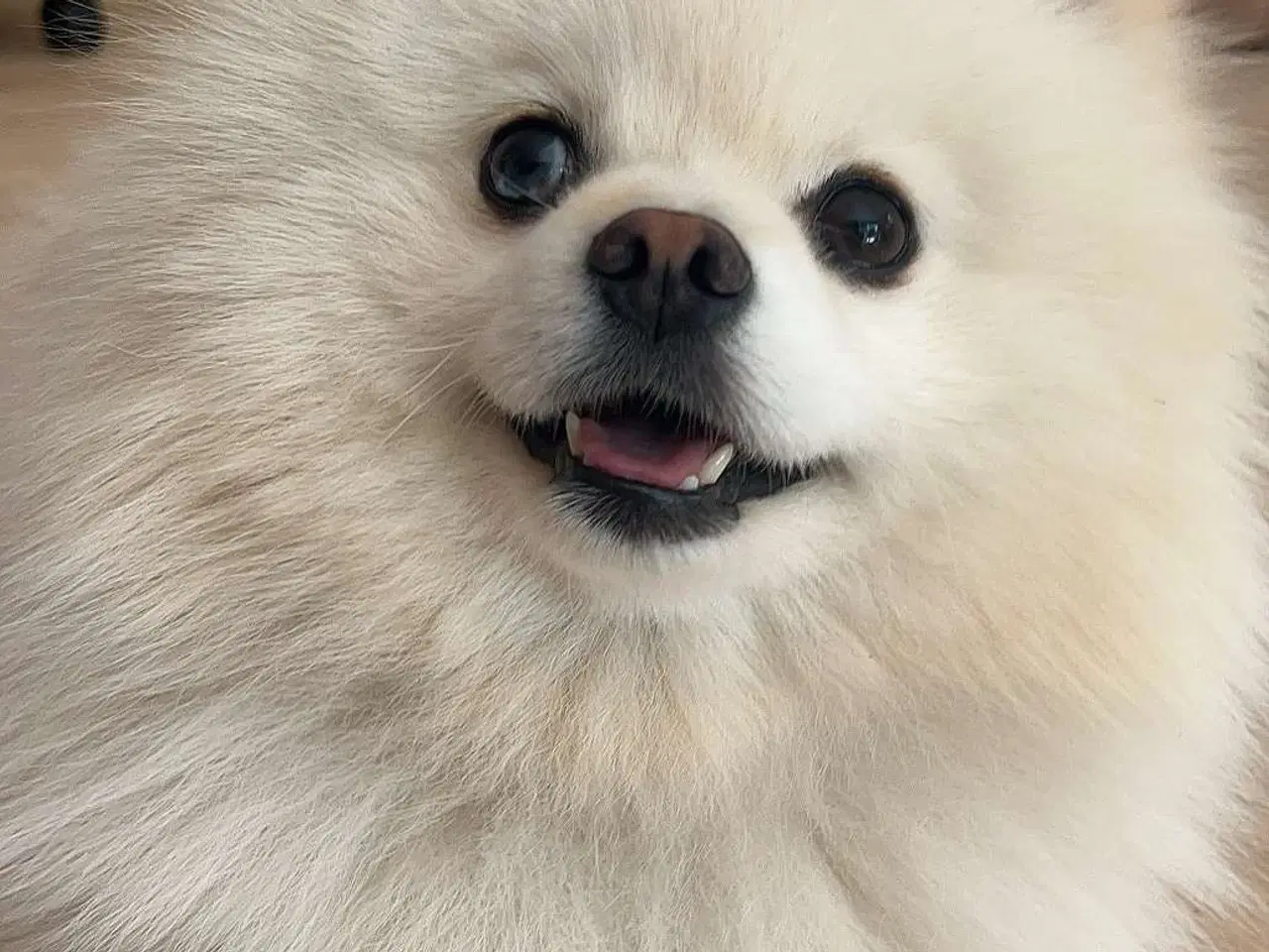 Billede 8 - Pomeranian merle 