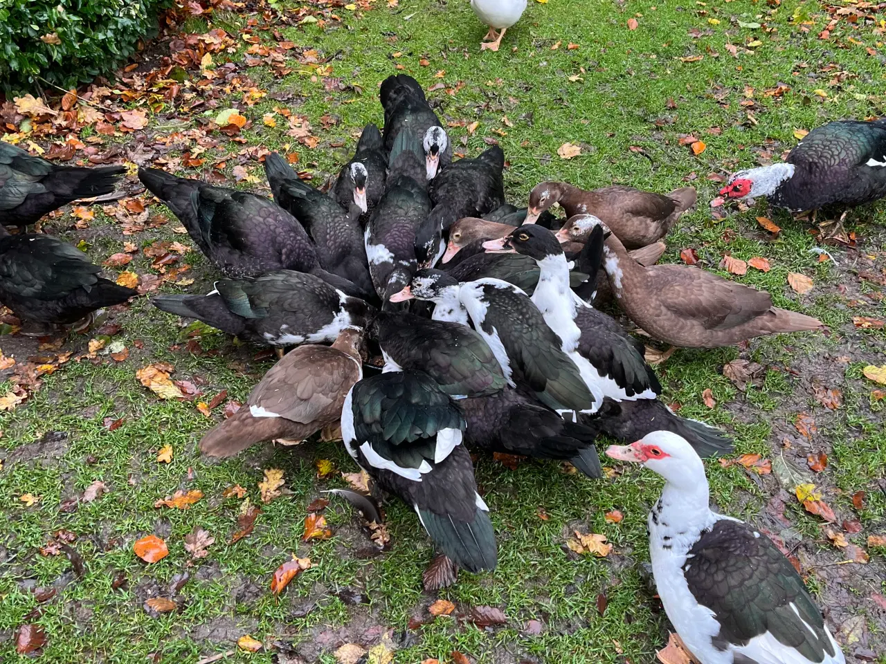 Billede 1 - Moskusænder fra 12/8