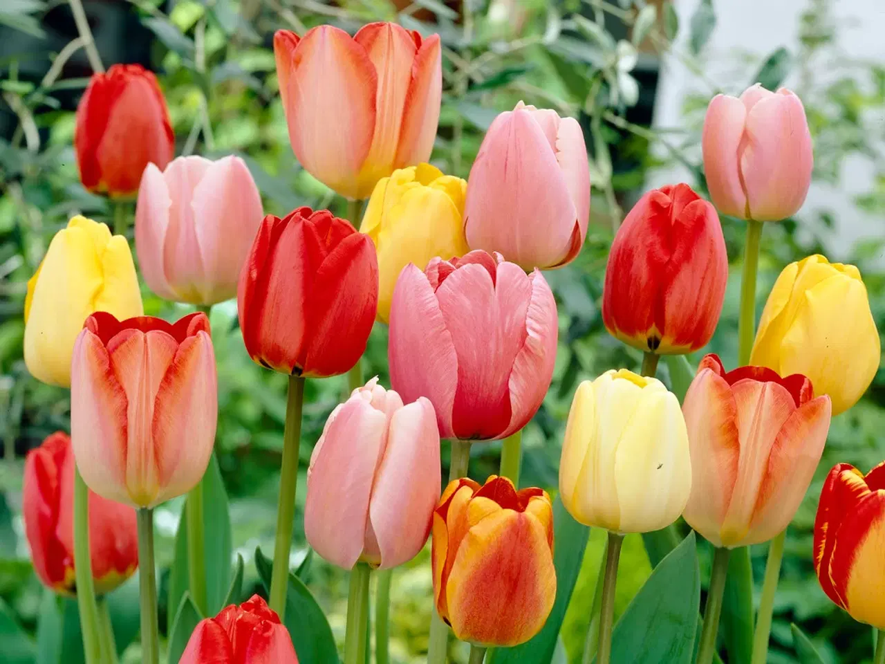 Billede 2 - Darwin Hybrid, mix – Tulipanløg