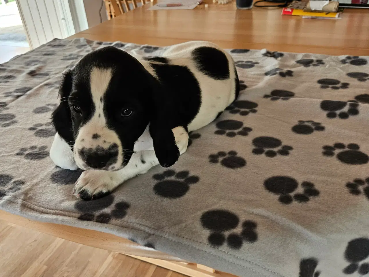Billede 2 - FT Springer spaniel hvalpe