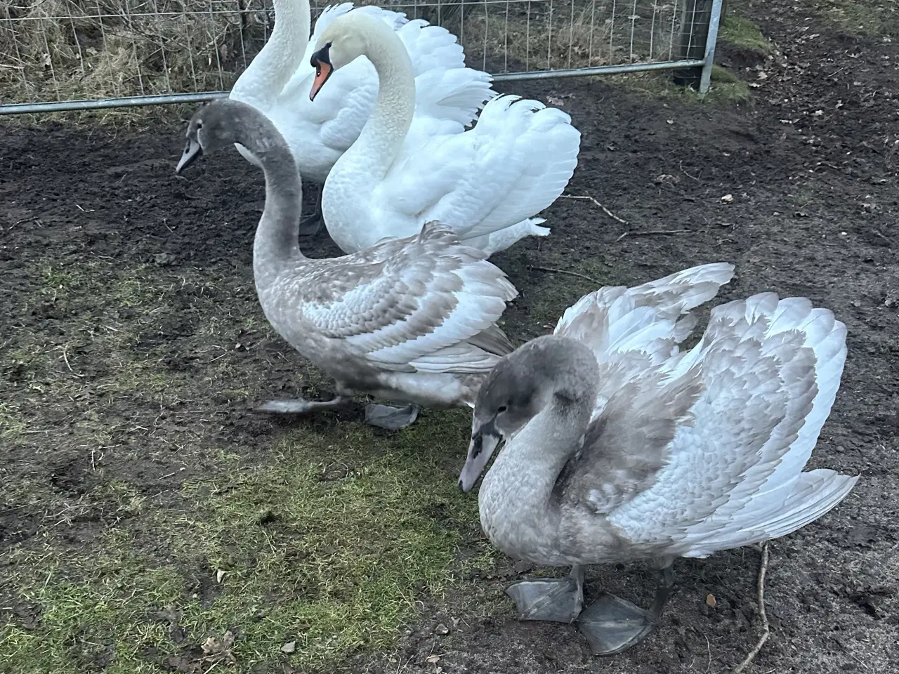 Billede 1 - Flotte unger