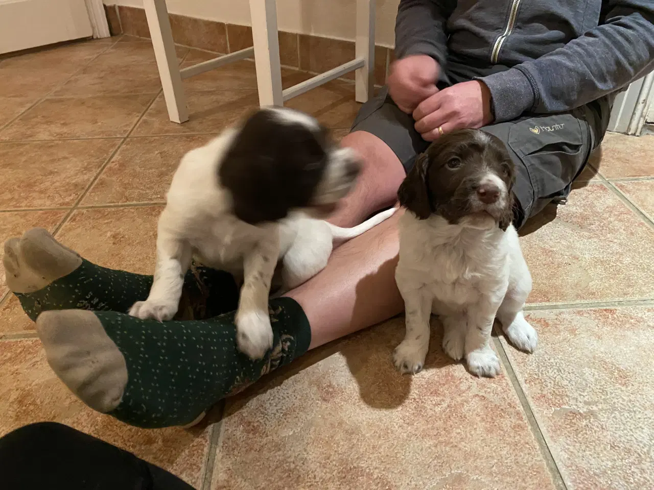 Billede 4 - Kleiner Munsterlænder - 2 hanhunde tilbage