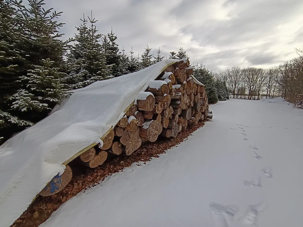 Billede 1 - Bøgetræ i stammer