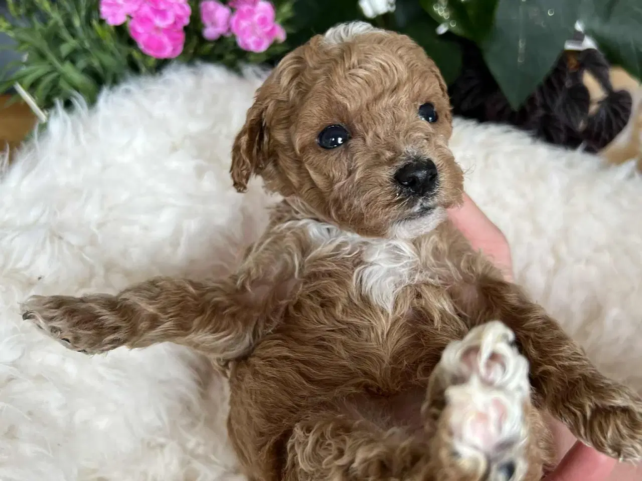 Billede 9 - Maltipoo tæve 