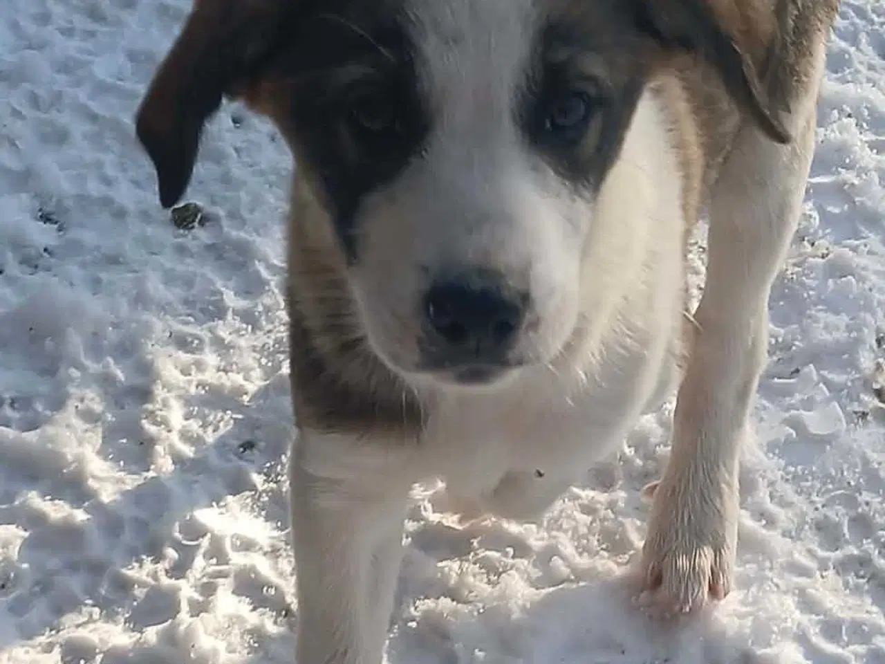 Billede 2 - Dax søger sin første familie