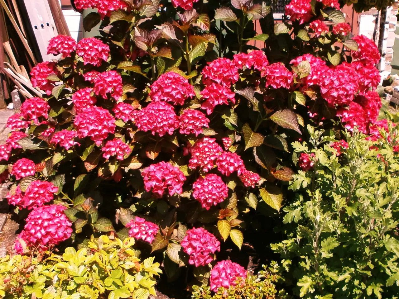 Billede 2 - MEGET STOR Bordeaux HORTENSIA BUSK