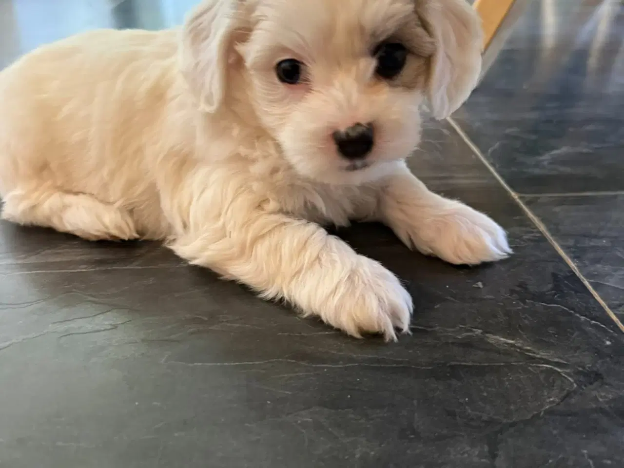 Billede 7 - Bichon havanais hvalpe sælges