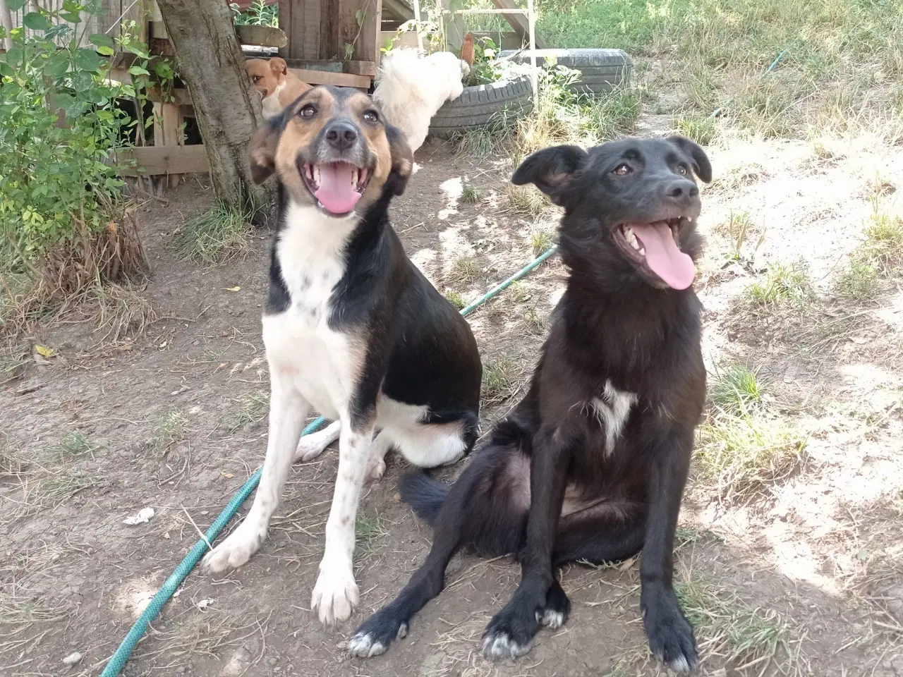 Billede 9 - Negra - Glad mild unghund 