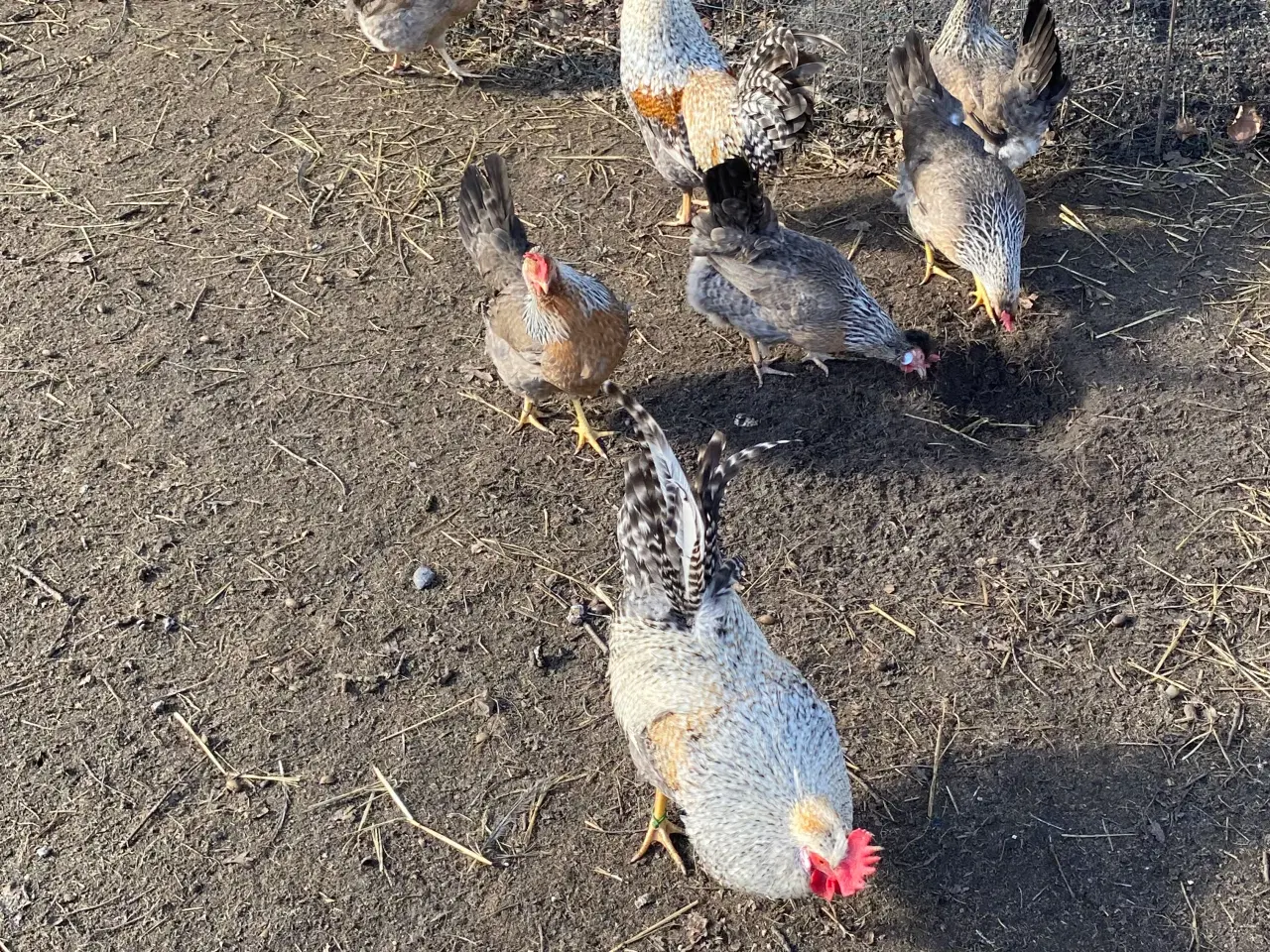 Billede 4 - Cream Lagbar rugeæg.