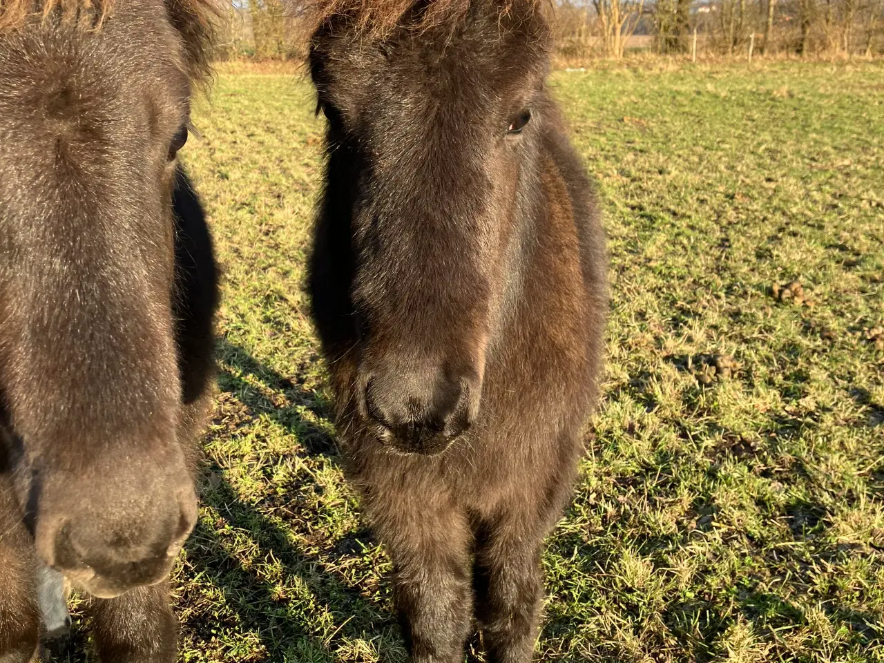 Billede 3 - 3 islænderføl fra 2025