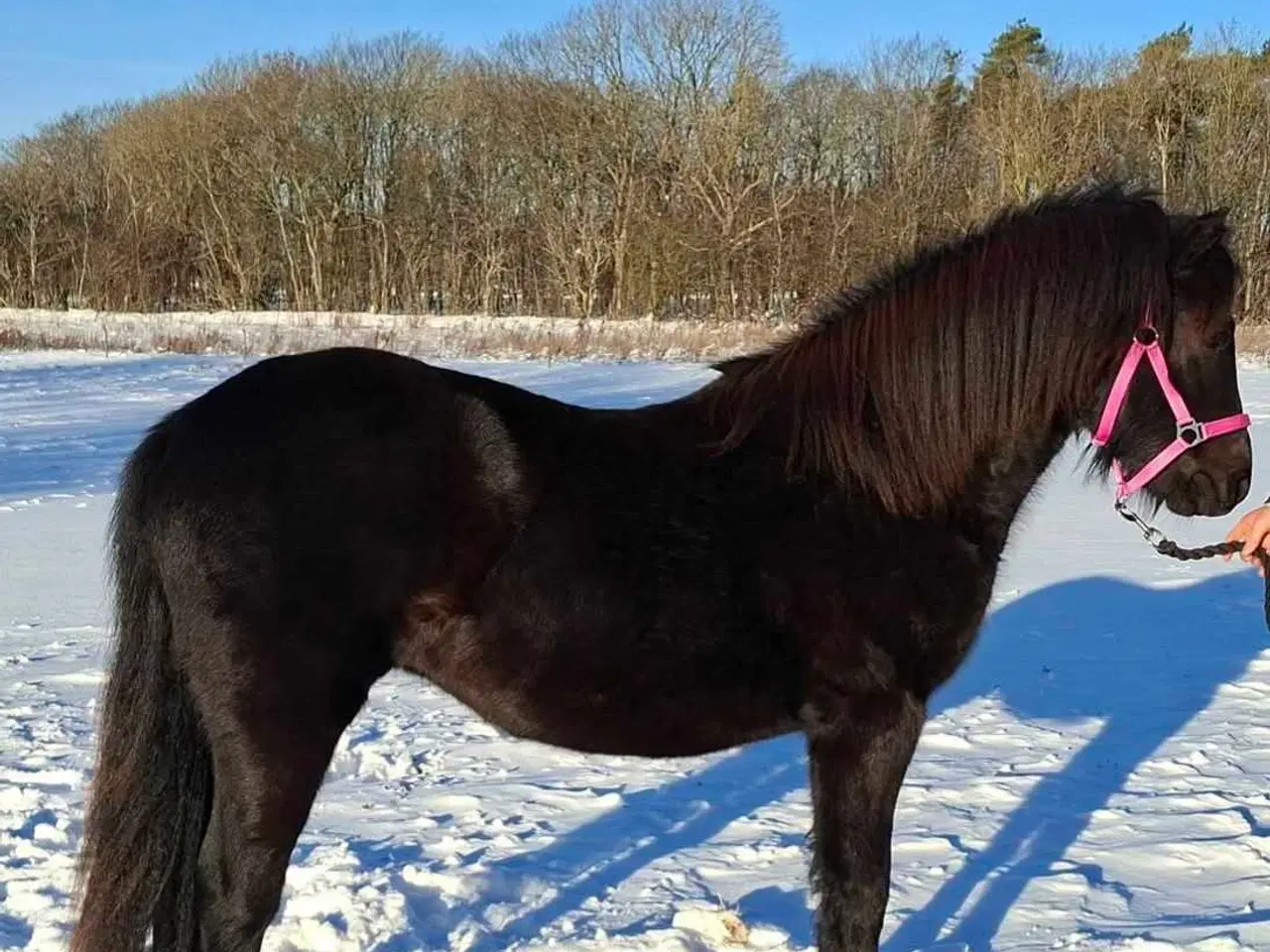 Billede 3 -  Dartmoor, Skuets Bedste Fritidshest!