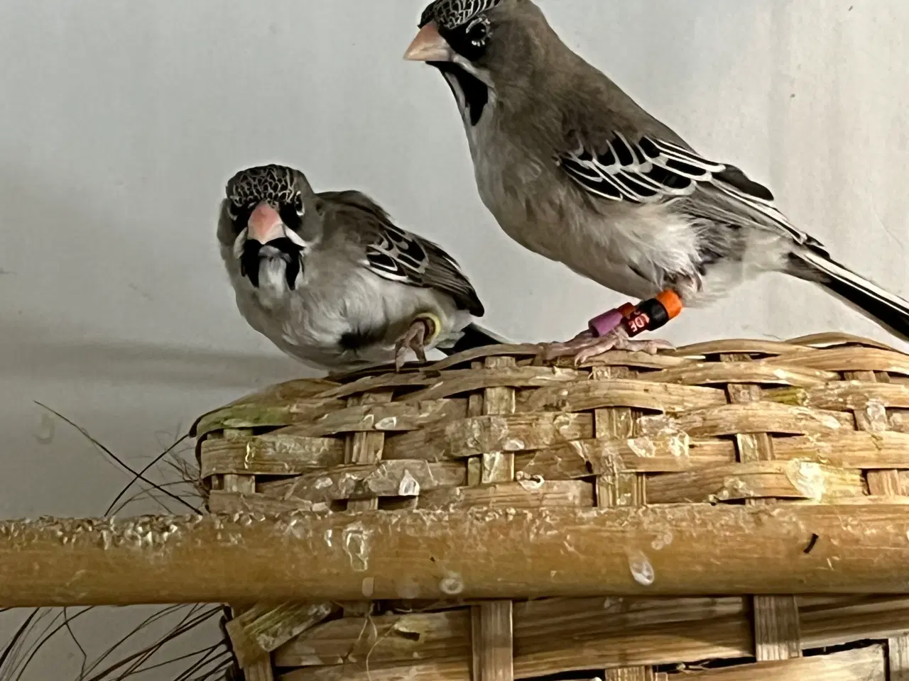 Billede 2 - Skægfinke par sælges