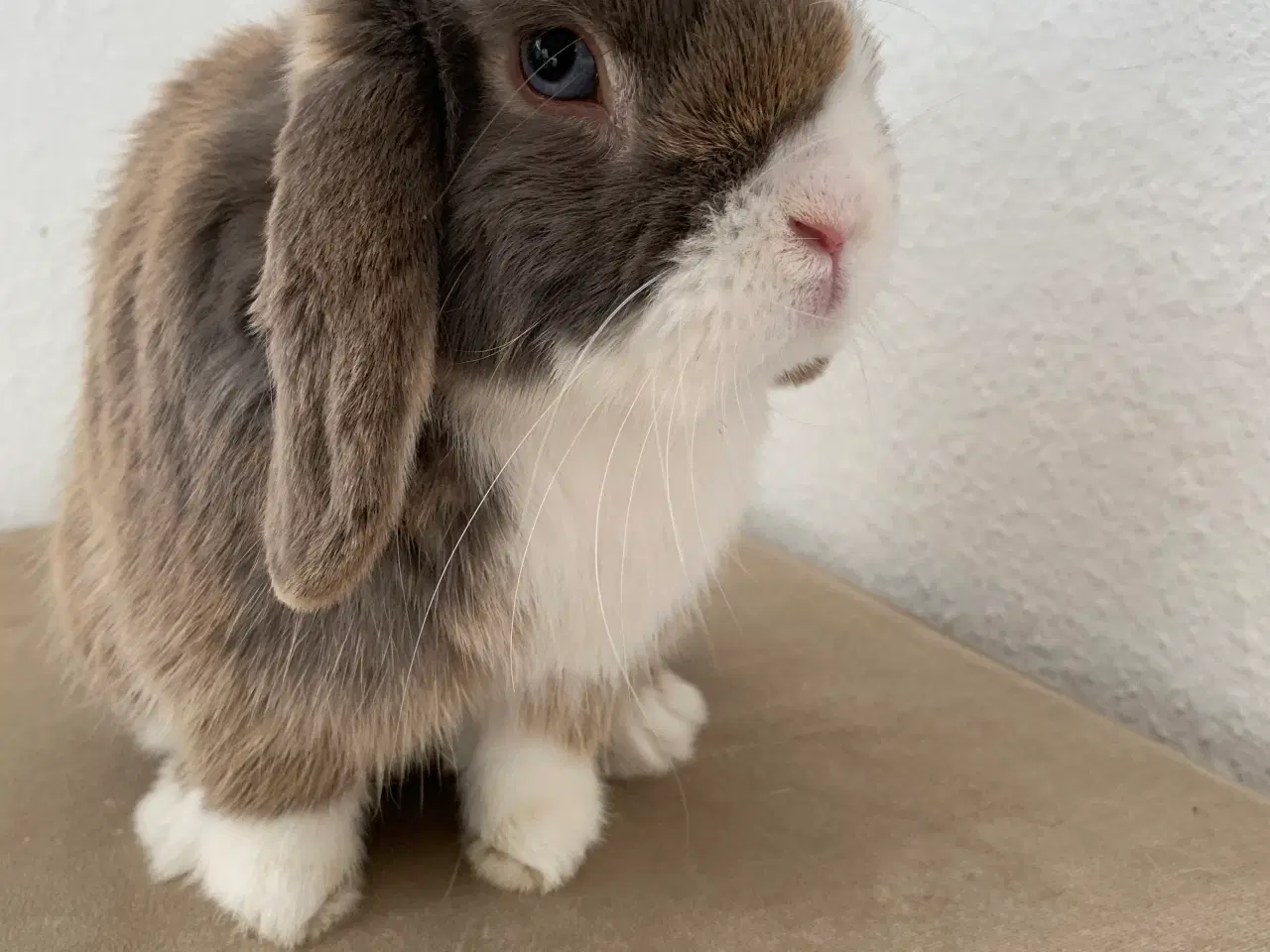 Billede 5 - Mini Lop han bor i haven