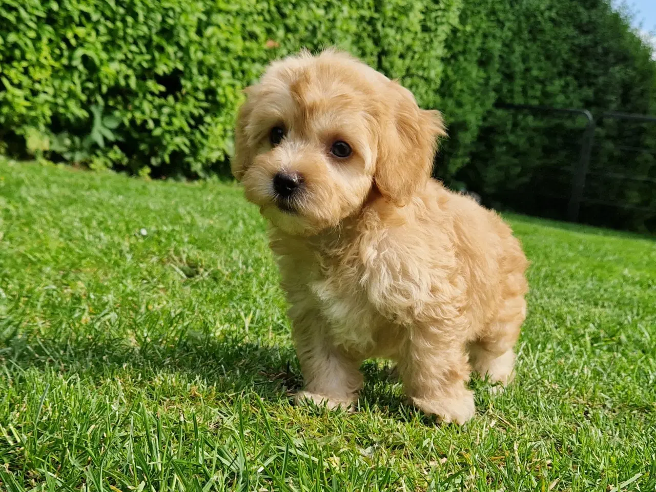 Billede 10 - Havapoo Bamser Puddel & Bichon Havanais