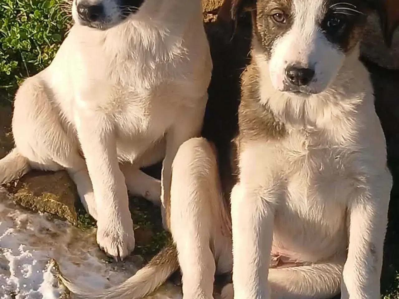 Billede 9 - Skønneste Muriel søger sin egen familie