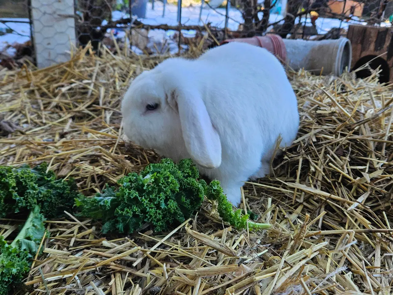 Billede 3 - Hvid Minilop/dværgvædder han, med blå øjne