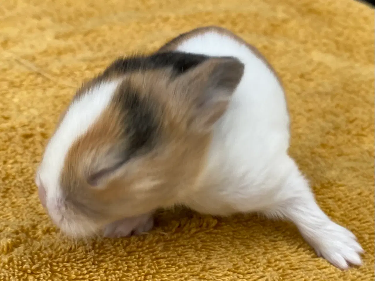 Billede 6 - HOLLÆNDER HUN JAPANER SORT/GUL