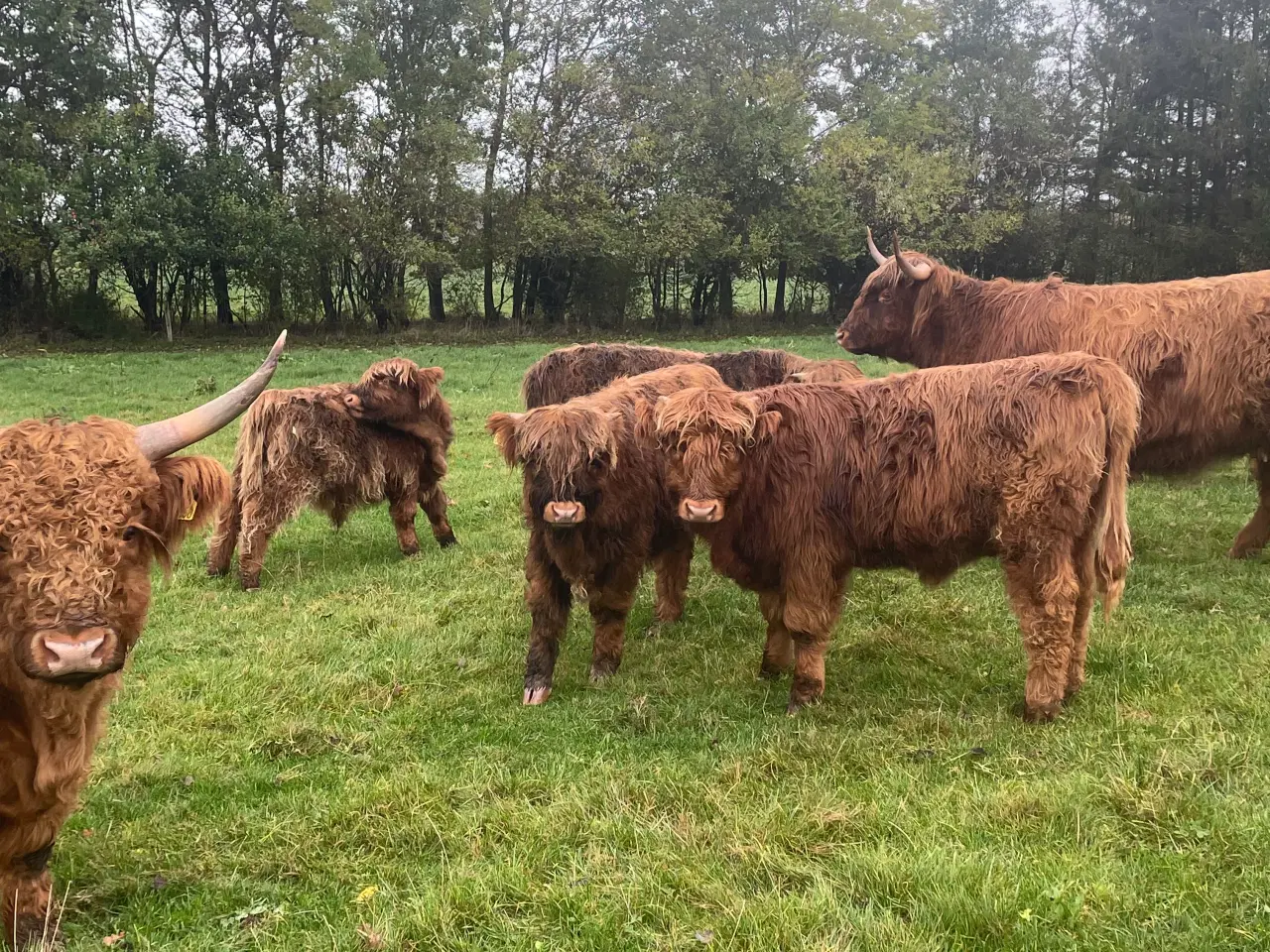 Billede 1 - Skotsk højland kalve