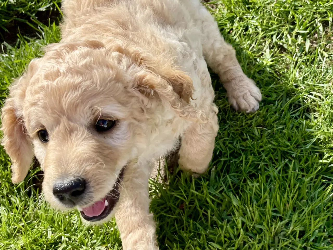 Billede 21 - Mini-labradoodle / doodle sælges