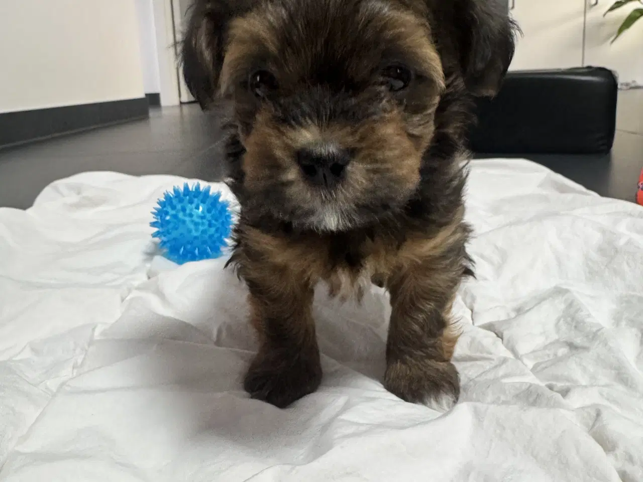 Billede 17 - Bichon havanaiser hvalpe med stamtavle 